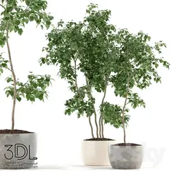 آبجکت گیاه plant 866