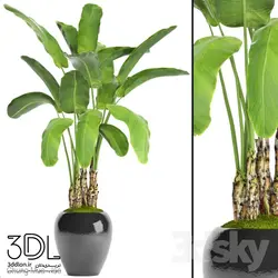 آبجکت گیاه plant 811