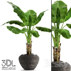 آبجکت گیاه plant 800