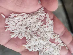 برنج هاشمی درجه یک