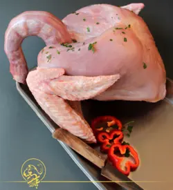 سینه و بال و گردن بوقلمون
