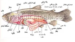 پاورپوینت عضلات ودستگاه تنفسی درس ماهی شناسی