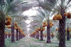 پاورپوینت آفات خرما در جنوب کشور