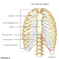 پاورپوینت صدمات وارده بر قفسه سینه