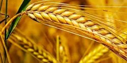 دانلود آزمون تعیین وزن مخصوص دانه گندم