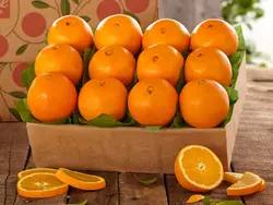 پاورپوینت بررسی برخی از خصوصیات فیزیکی  دو واریته پرتقال ایران