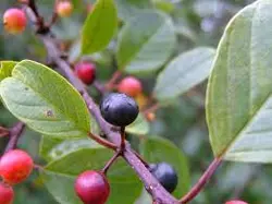 پاورپوینت گیاه سیاه توسه