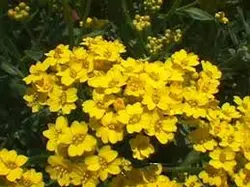 پاورپوینت گیاه قدومه