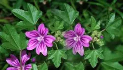 پاورپوینت گیاه پنیرک