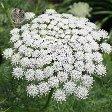 پاورپوینت گیاه خلال دندان