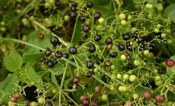 پاورپوینت گیاه روناس