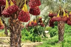پاورپوینت آفات خرما در جنوب کشور