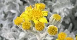 پاورپوینت گیاه افسنطین