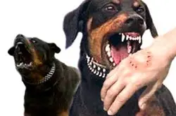 پاورپوینت بیماریهای مشترک بین انسان و دام