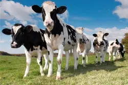 پاورپوینت جايگاه‌هاي دام