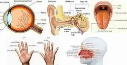 پاورپوینت اندام های حسی بدن انسان (درس پنجم کتاب علوم پایه هشتم)