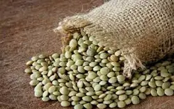 پاورپوینت کشت عدس
