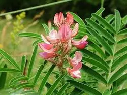 پاورپوینت گیاه اسپرس Onobrychis spp