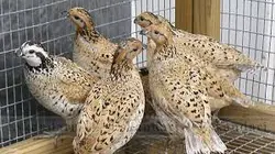 پاورپوینت دلایل پرورش بلدرچین