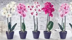 پاورپوینت گل های شاخه بریده آنتوریوم(گلدم)