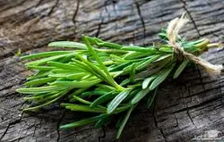 پاورپوینت گیاه رزماری وخواص آن