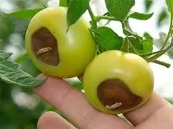 پاورپوینت بررسی اثر کلسیم در گیاه