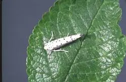 پاورپوینت لیسه سیب Hyponomeuta malinellus