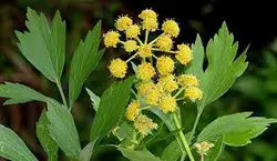 پاورپوینت گیاه انجدان رومی Levisticum officinales