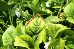 پاورپوینت پتاسیم  و نقش آن در گیاه