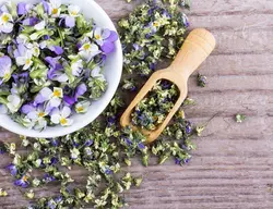 پاورپوینت بررسی اثر فرآورده طب سنتی ایران شامل گل بنفشه، گل سرخ و میوه گشنیز بر سردرد میگرنی