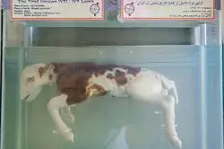 تحقیق درباره کلون کردن یا دانش شبیه سازی