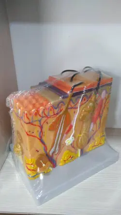 مولاژ پوست