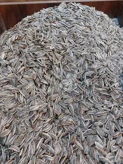 تخمه آفتابگردان ایرانی