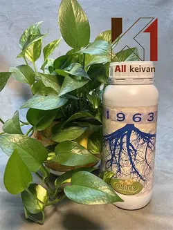 کود ریشه زا شوک مایع 1 لیتری