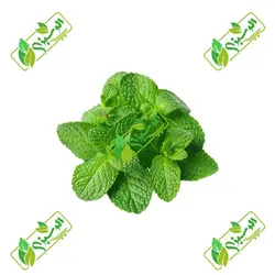 سبزی نعناع پاک شده_شسته شده_خرد نشده تازه – کد X-V10028