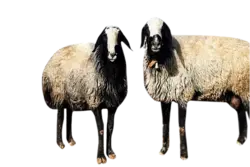 گوسفند زنده