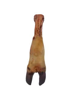 پاچه گوساله