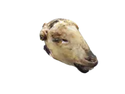 کله گوسفند