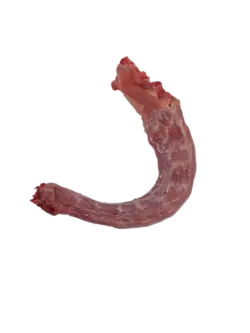 گردن بوقلمون