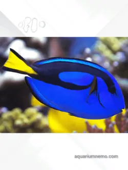 جراح ماهی بلو تانگ آبشور