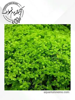 بذر چمن ابزی