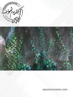 تصویر پس زمینه پشت اکواریوم ارتفاع 40 سانتی متر
