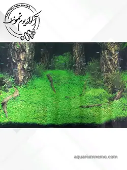 تصویر پس زمینه پشت اکواریوم ارتفاع 40 سانتی متر