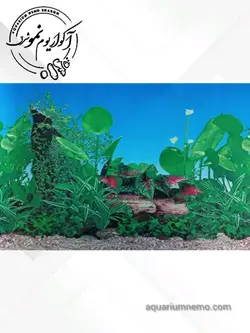 تصویر پس زمینه پشت اکواریوم ارتفاع 30 سانتی متر