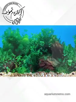 تصویر پس زمینه پشت اکواریوم ارتفاع 30 سانتی متر