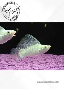 مولی باله بلند