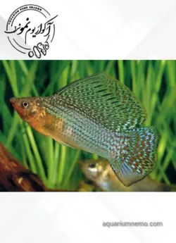 مولی باله بلند