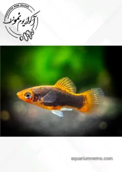 پلاتی تاکسیدو