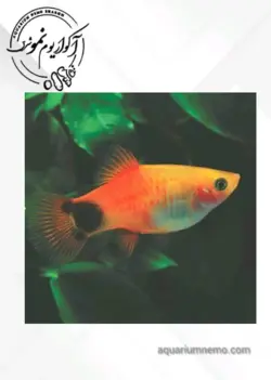 پلاتی میکی موس