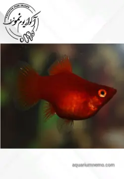 پلاتی بالن خونی